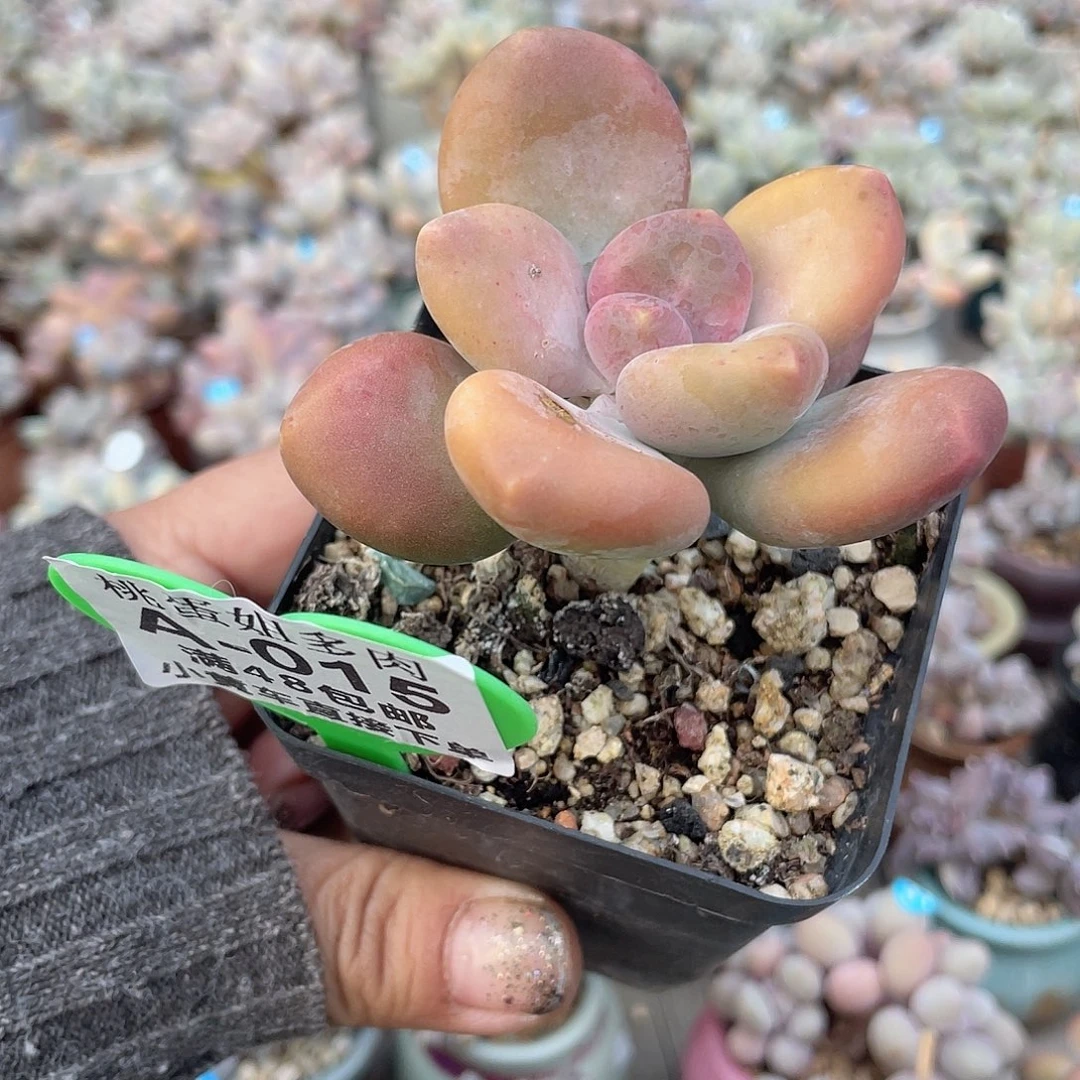 芒果奶 脱土发货 7口盆