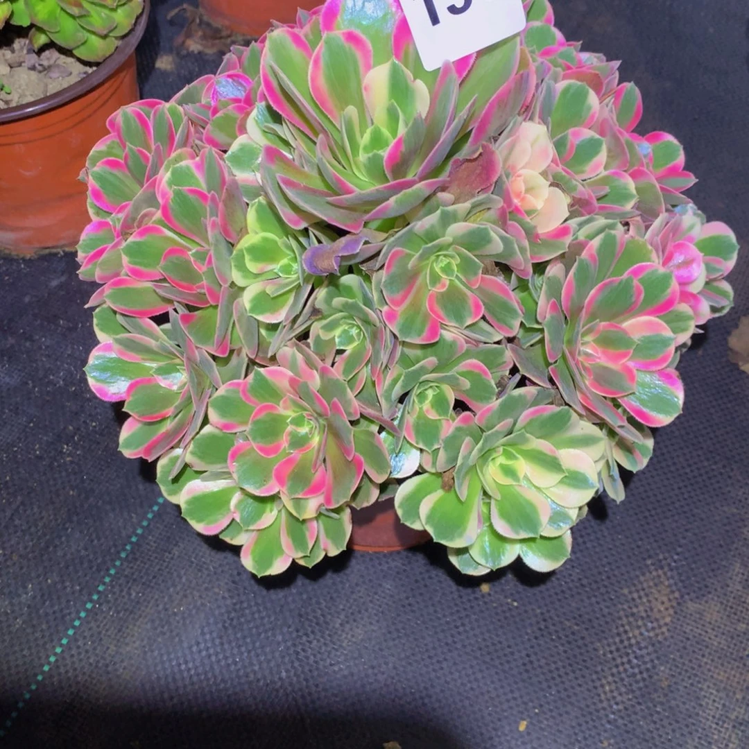 慧***2法师多肉植物150粉女郎