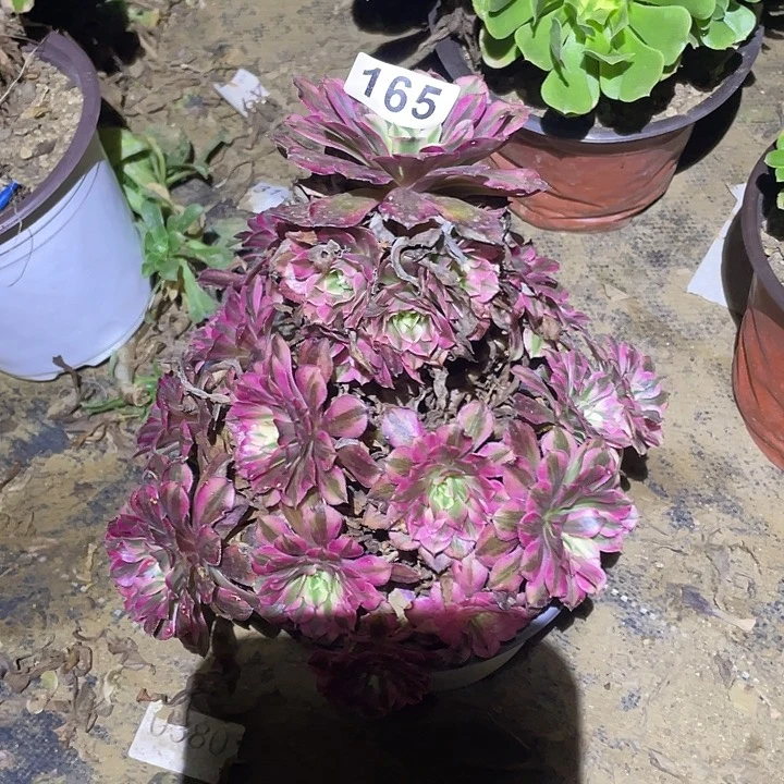 多肉植物断枝不包165红铜白