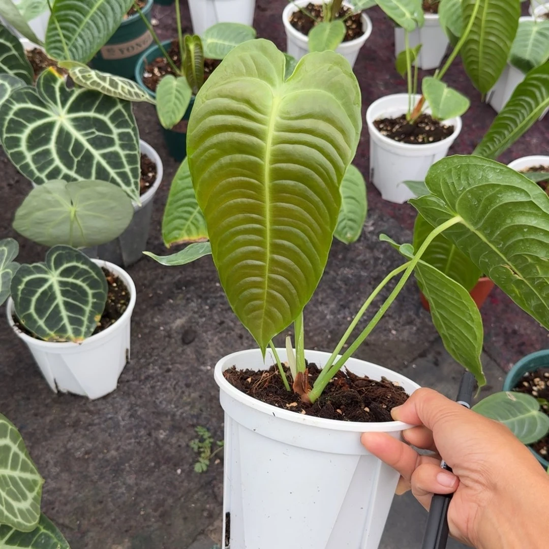 完全开放福利价火鹤王