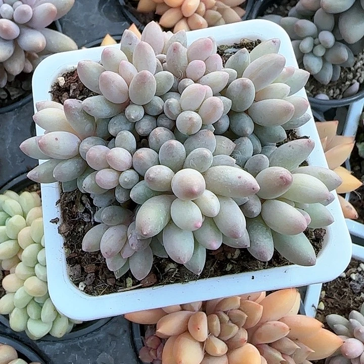 青蛙王子儿童牙膏111