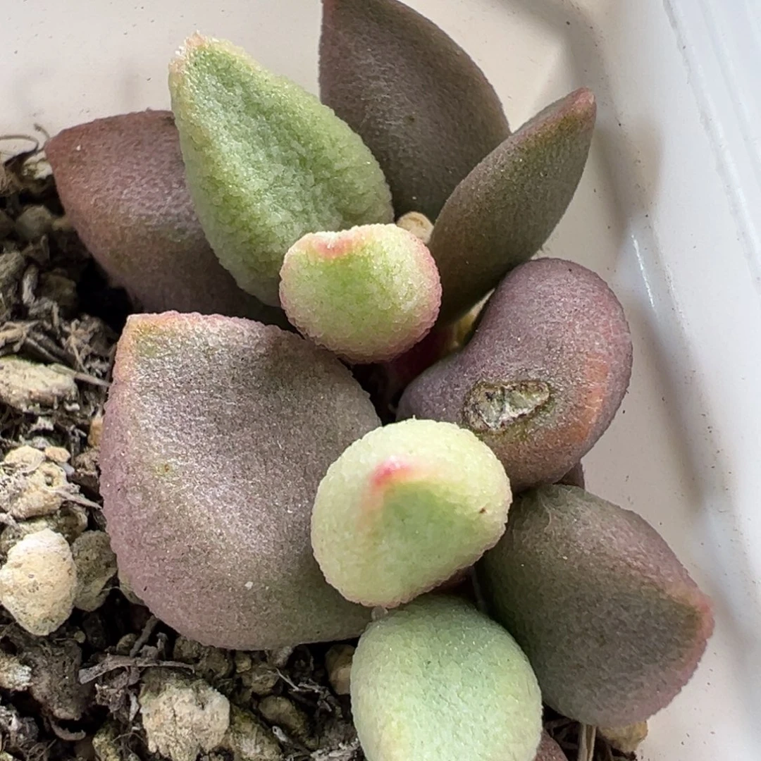 哈弗多肉植物水泡多肉植物