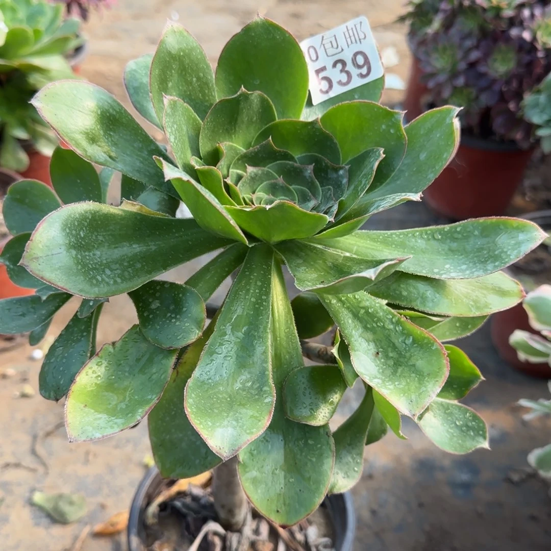 艳姿539满20包邮断枝不包