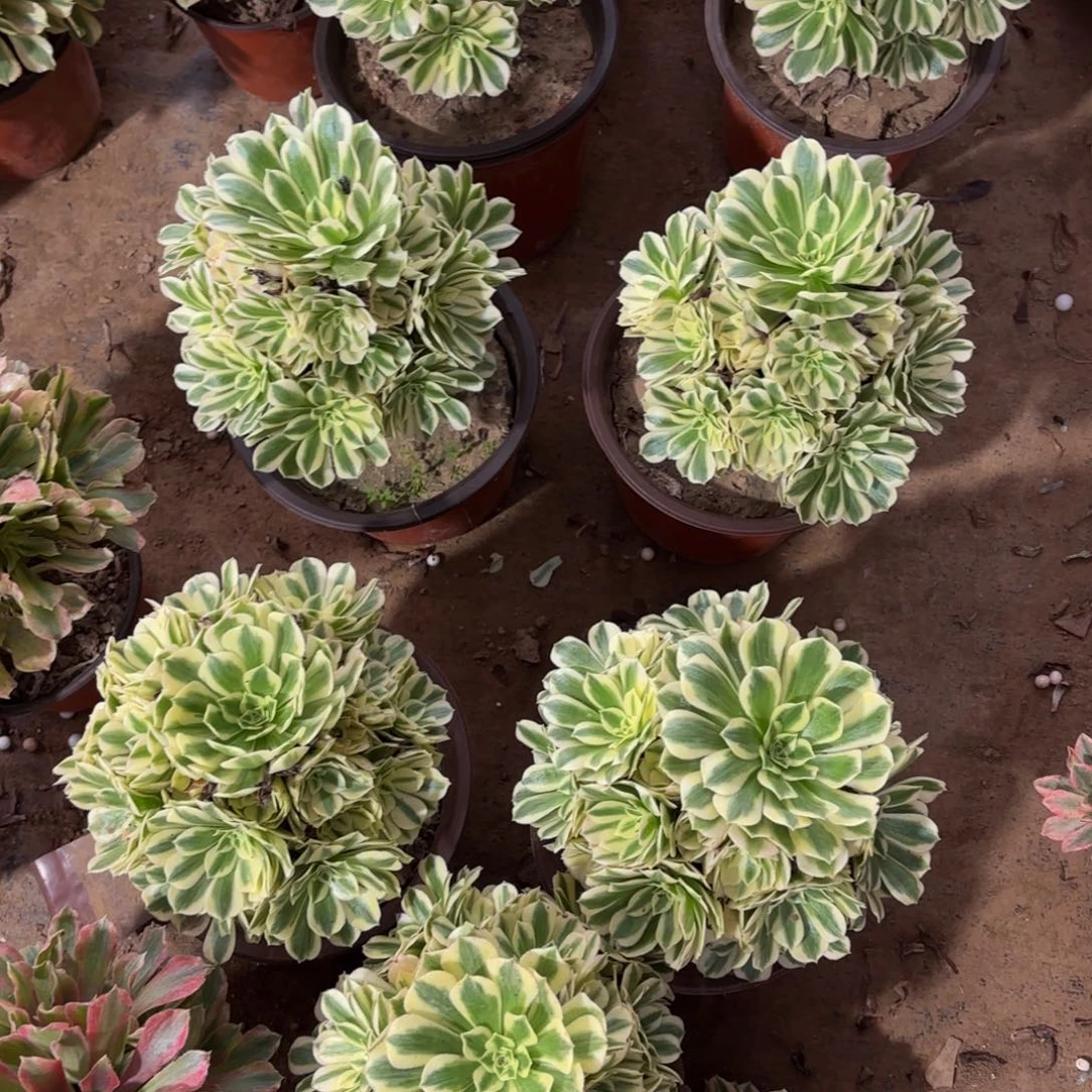 迈巴赫9.9多肉植物