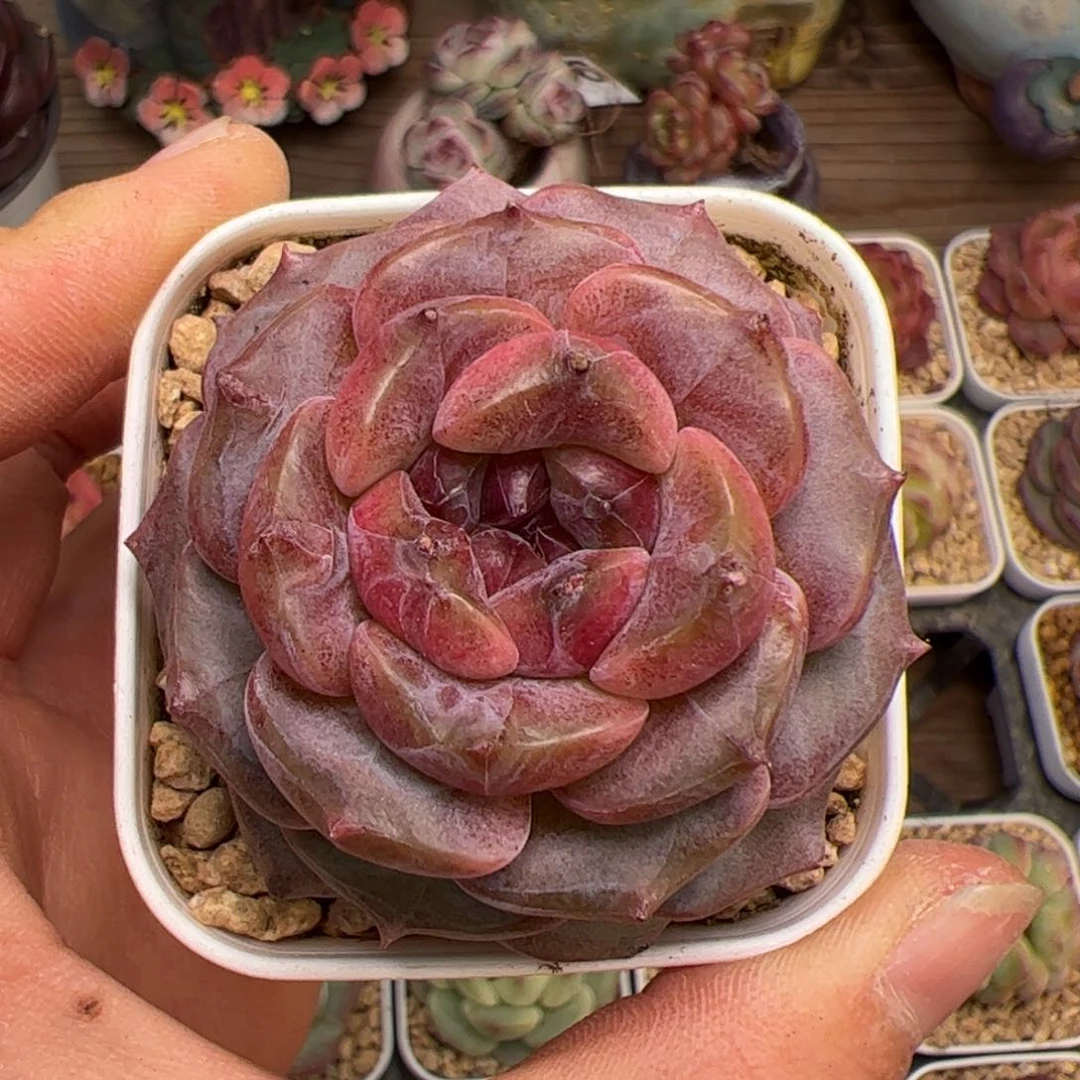 友****子511 多肉植物组合盆栽