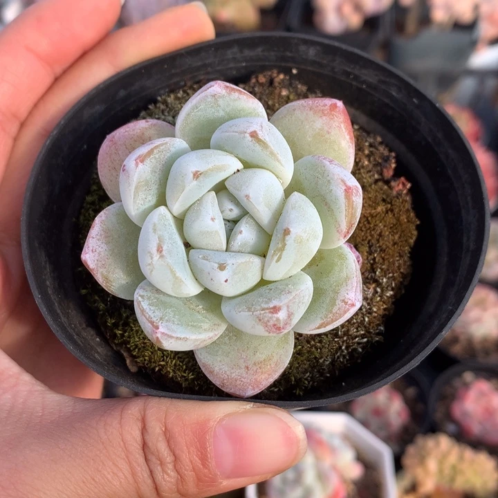 精控雪媚娘单头多肉