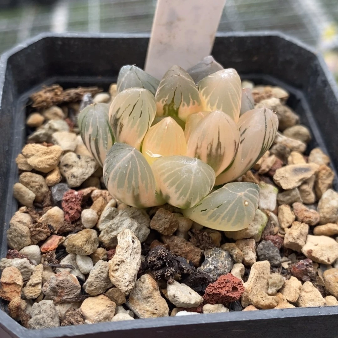 530号om玉露锦带盆发货