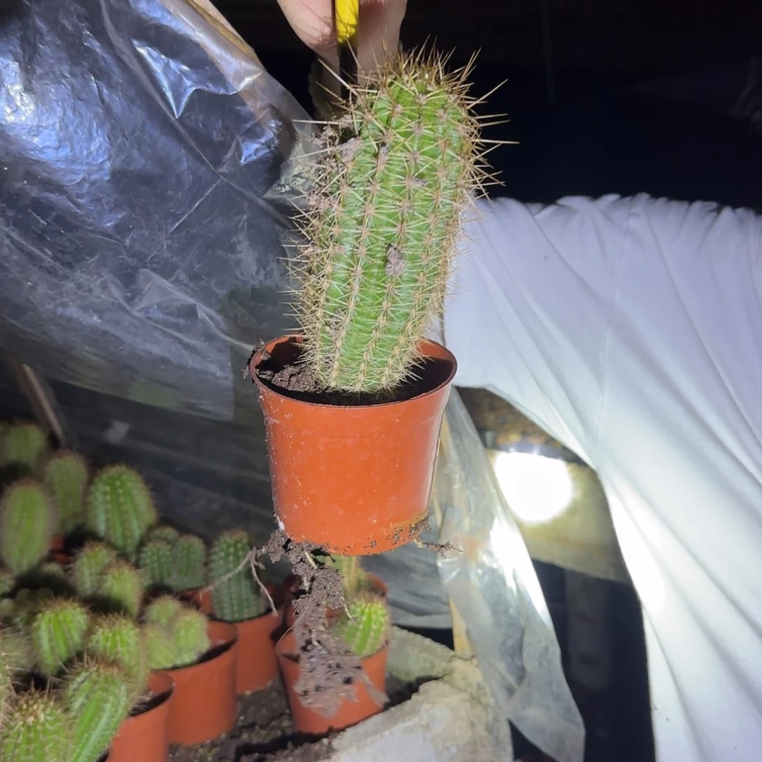 无花朵荣耀实生根毛花柱，保十五公分发货