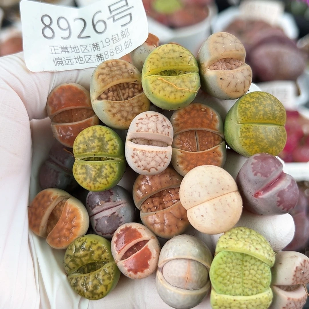 好养易活生石花大母本8926共20颗