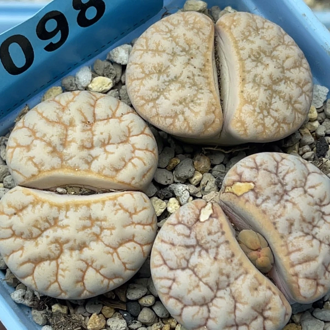 0981向日葵三颗。