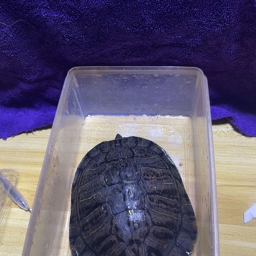 不分公母宠物龟黄耳