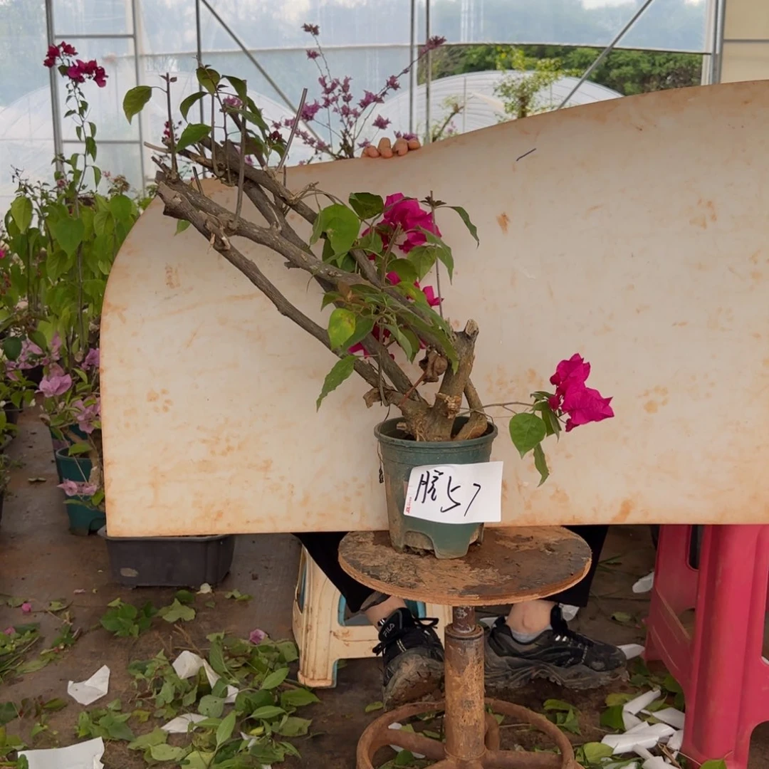 大部分花苞少量开放甜心 57 脱