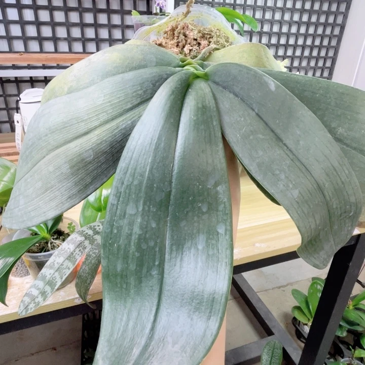 完全开放白象大维-原种-2363