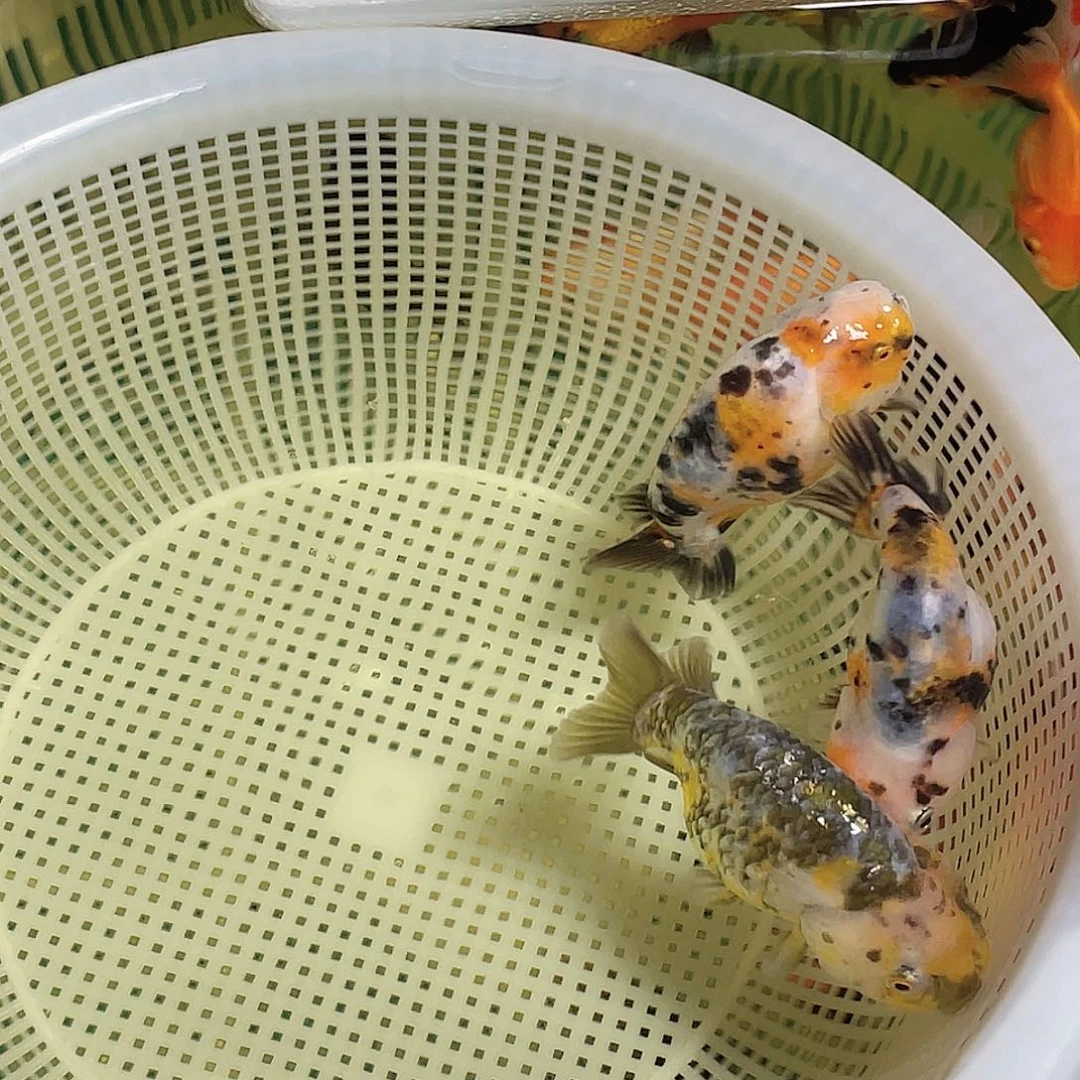 金鱼可挑可选观赏鱼