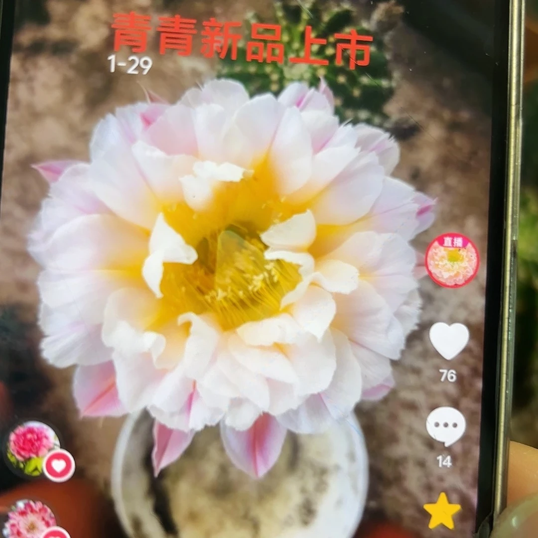 彩草1-29号6公分左右