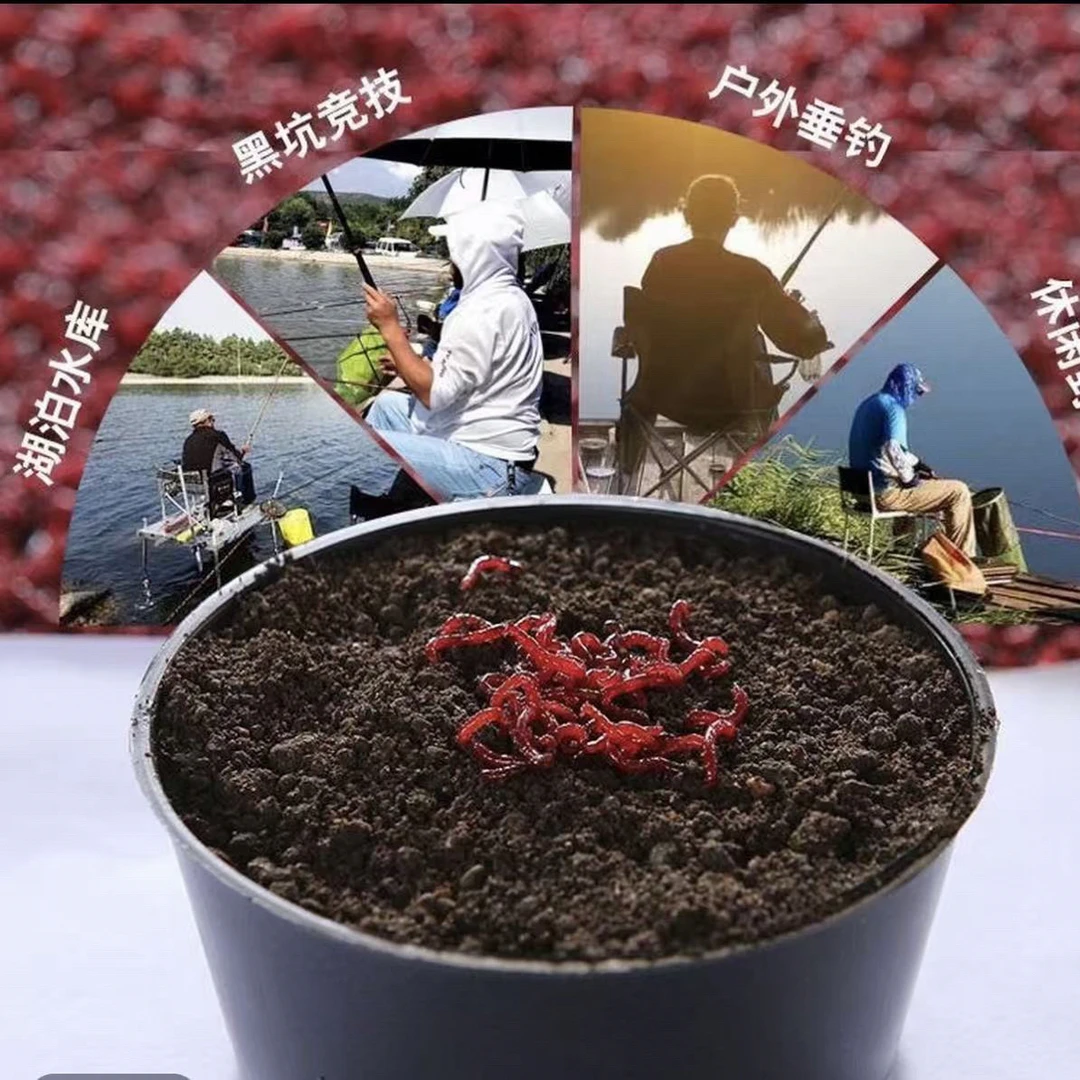 鲜活红虫特大号公虫活体活饵适合鲫鱼野钓营养丰富
