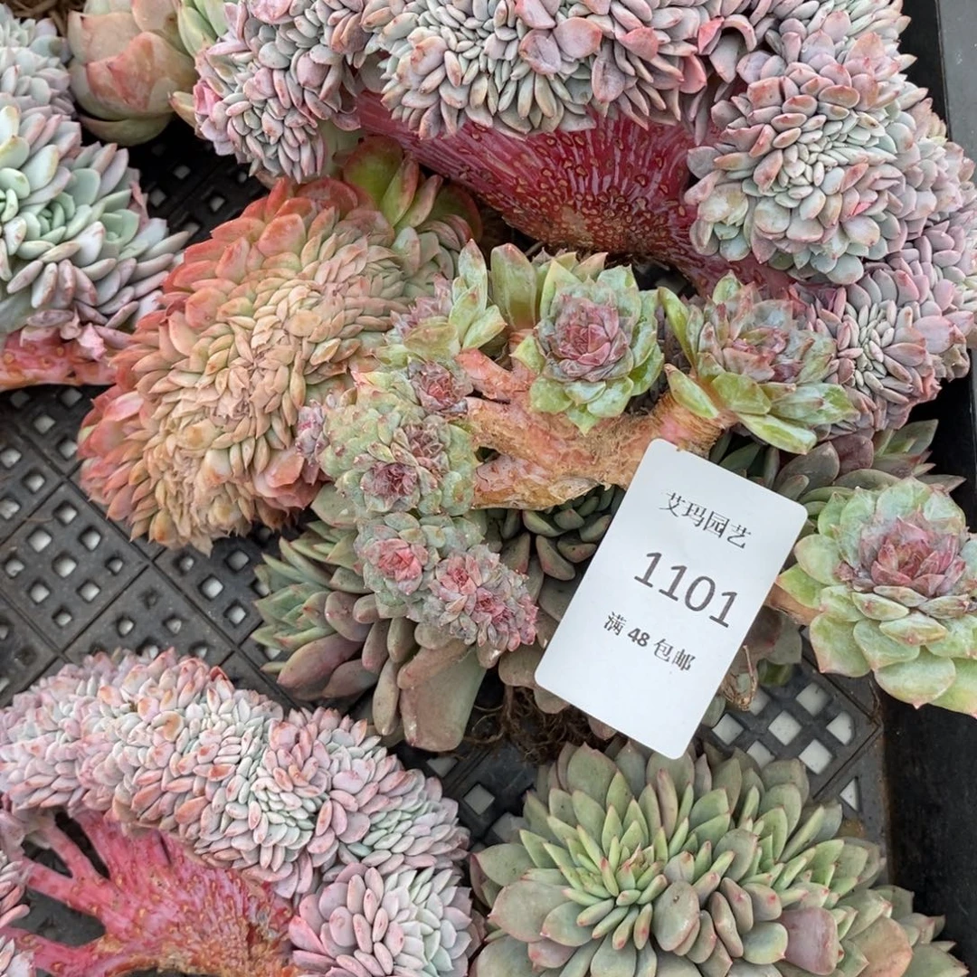 一***子冰魄缀化多肉多肉1101