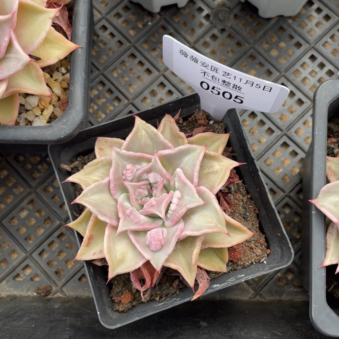 不包整散 盆子不售后0550