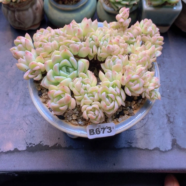 一物一拍含盆土满38包邮B673
