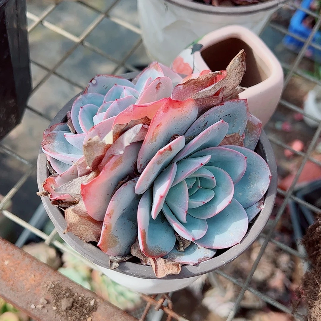 布鲁蓝双头起发精品特价