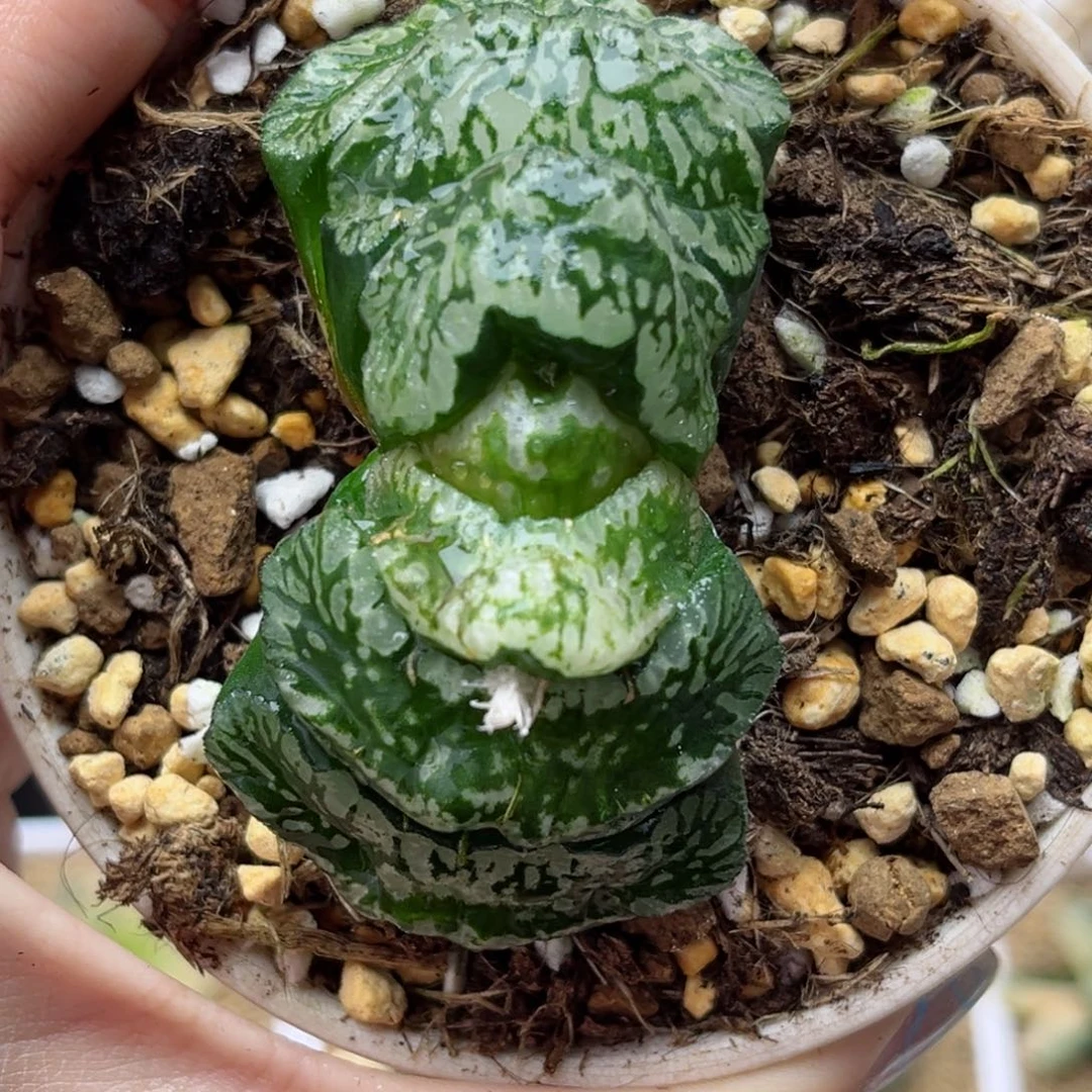 番*641玄武玉扇哈哈哈哈哈