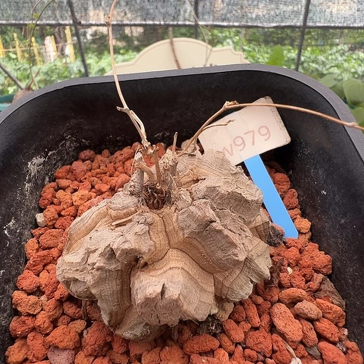 多肉植物专拍 一物一拍 南非龟甲龙979