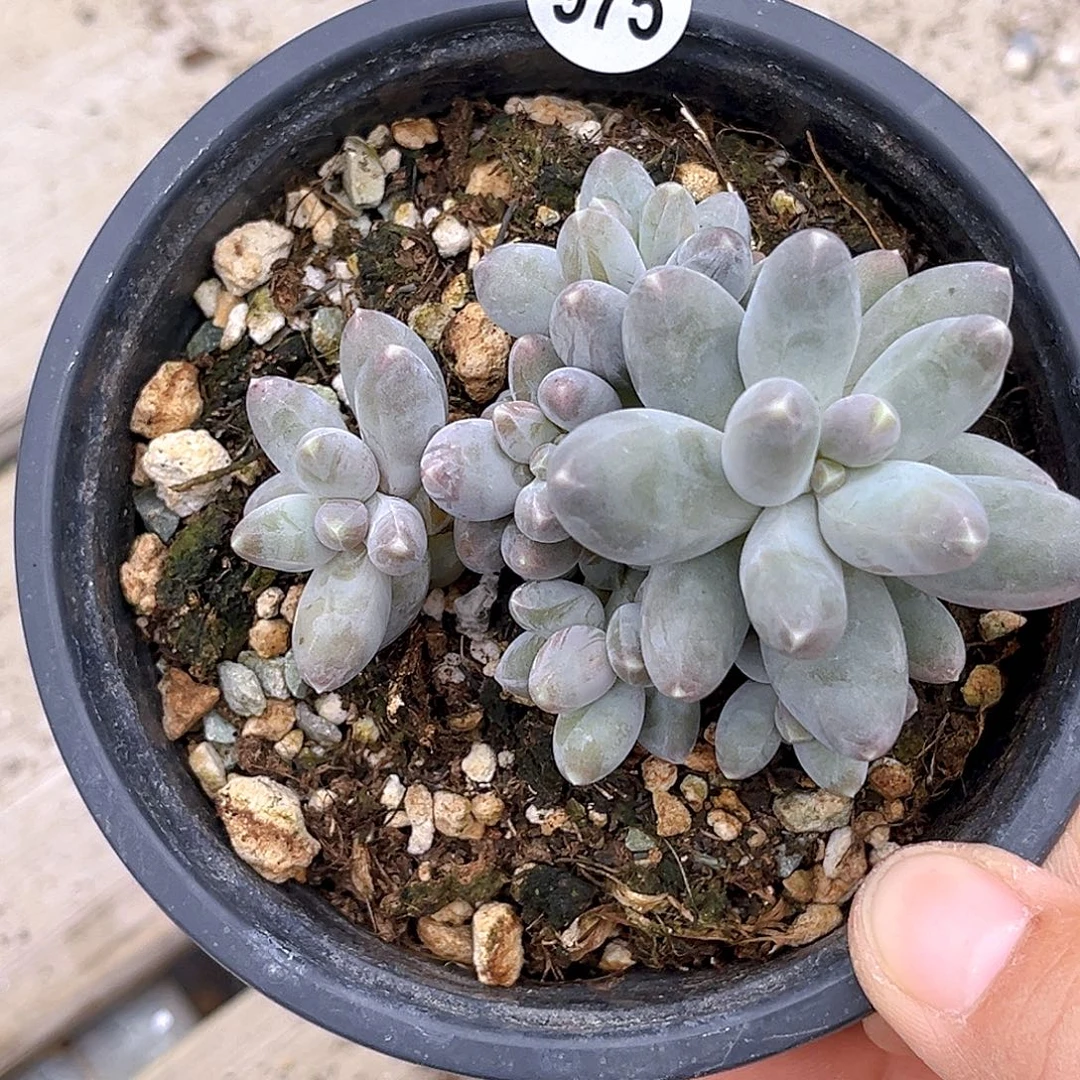 975  乌拉奶 满18包邮