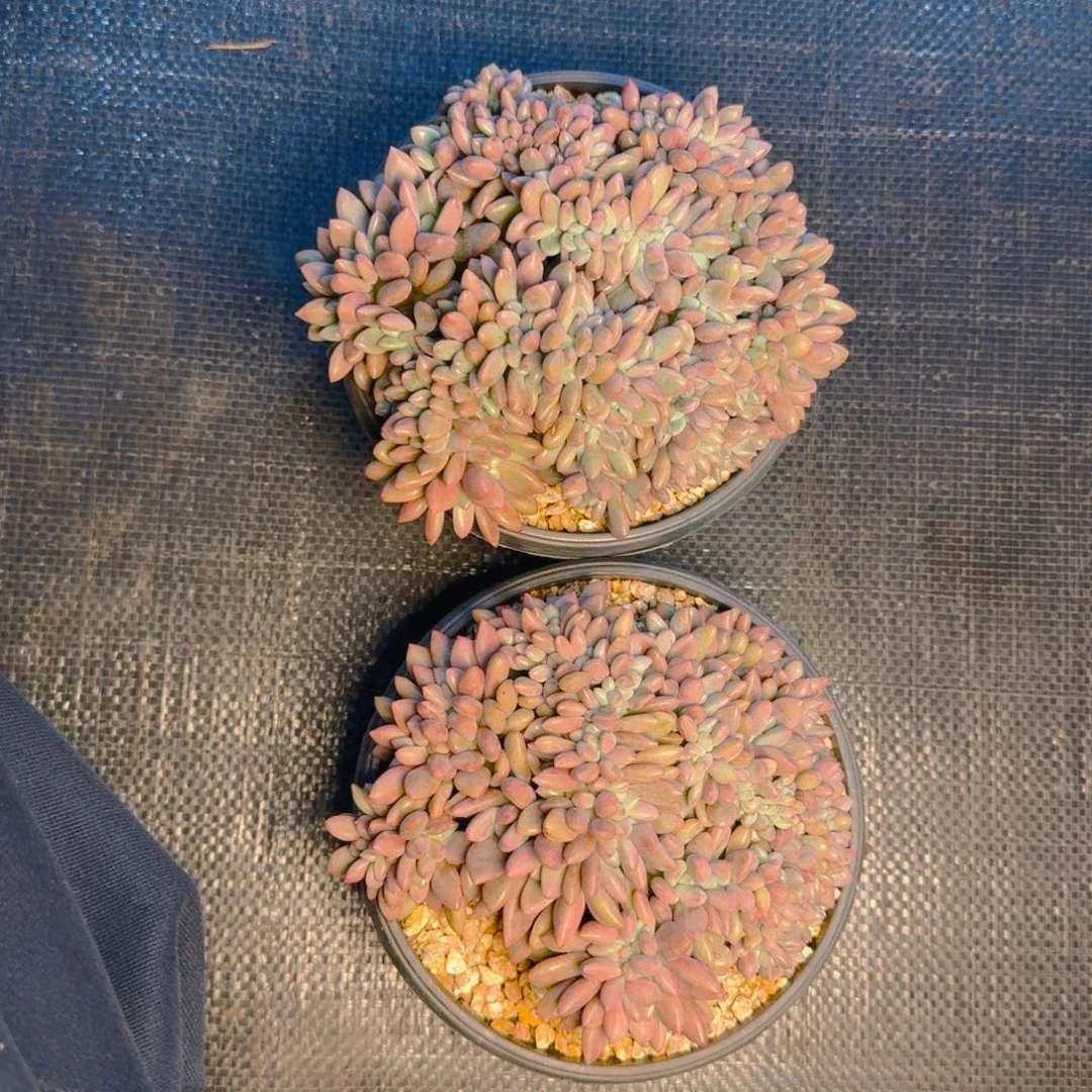 桃花源福利缀11111111111111