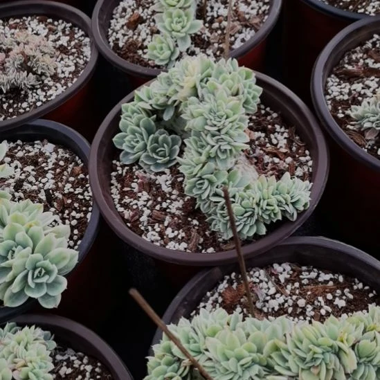 丝绸面钞白覆轮群