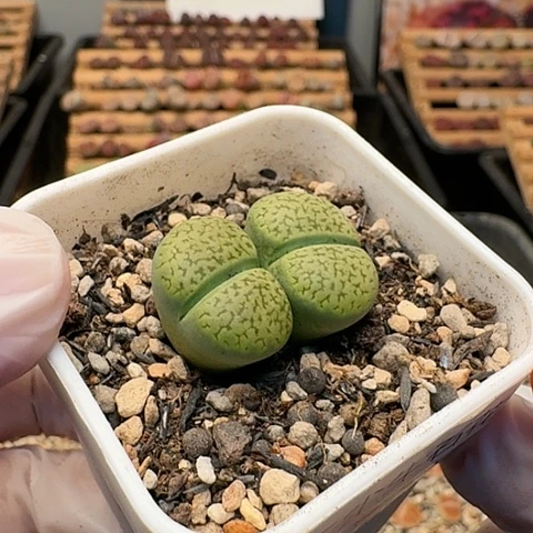 2756绿富贵双头带盆土