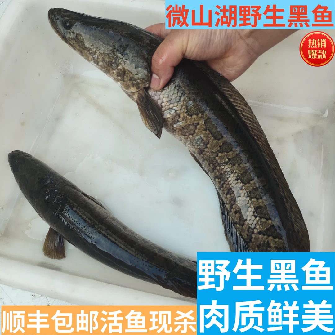 黑老二精选微山湖野生黑鱼5斤肉质鲜美顺丰包邮