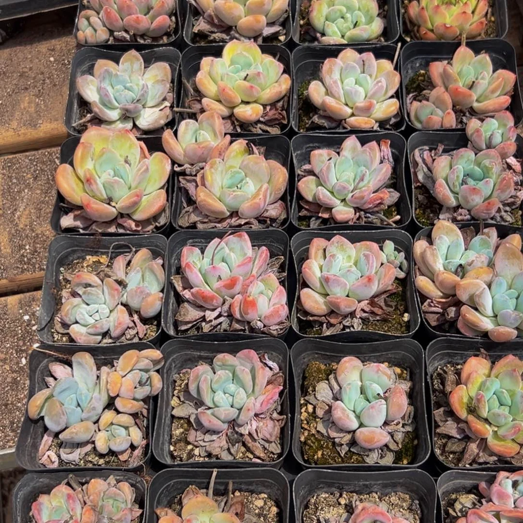 429的最后一个小时了还没