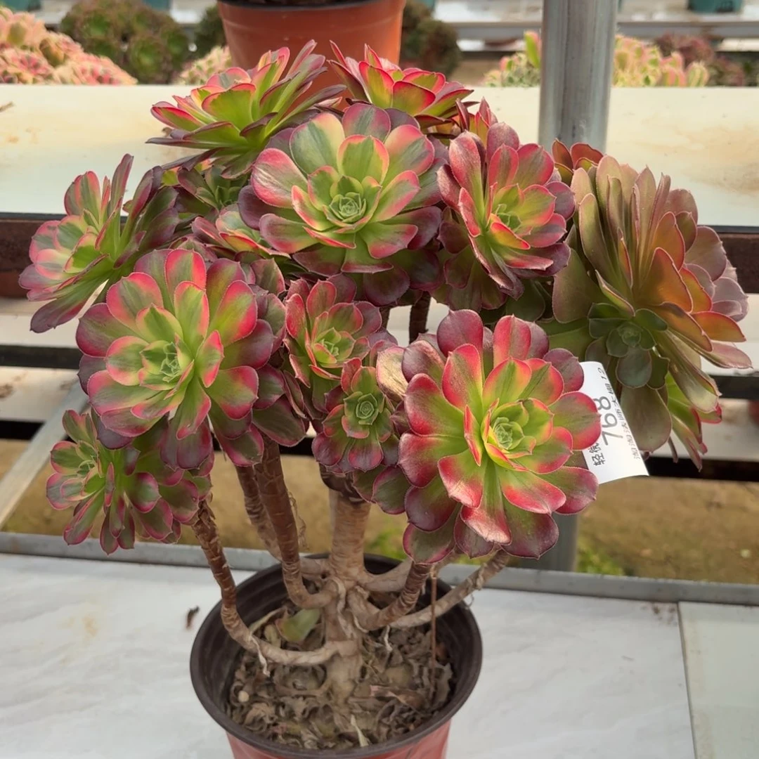 768安娜阴阳多肉植物