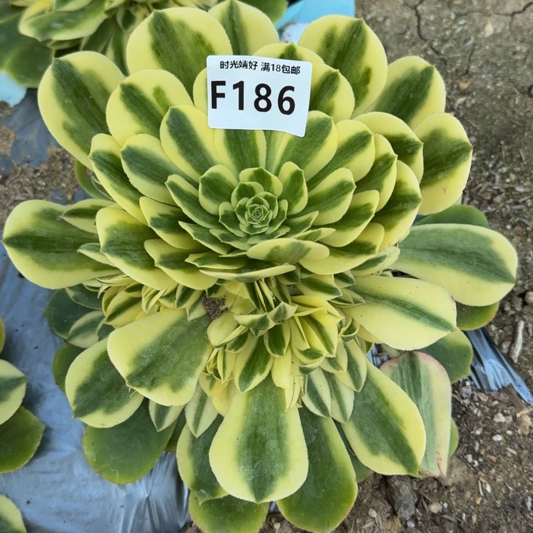 默*186辛尼亚多肉植物