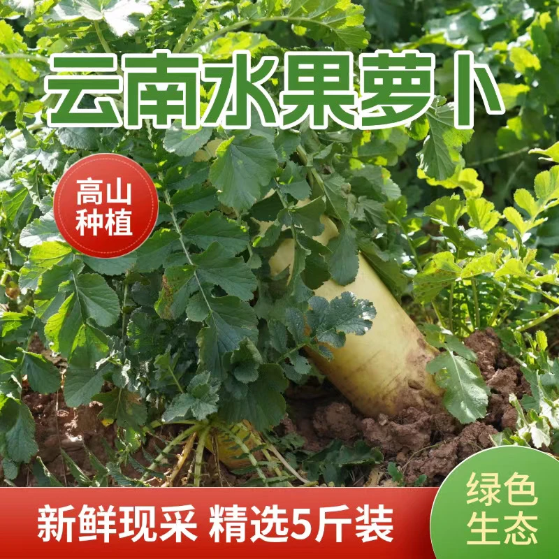云南水果萝卜高山种植新鲜脆嫩清脆爽口农家自种绿色生态水果萝卜