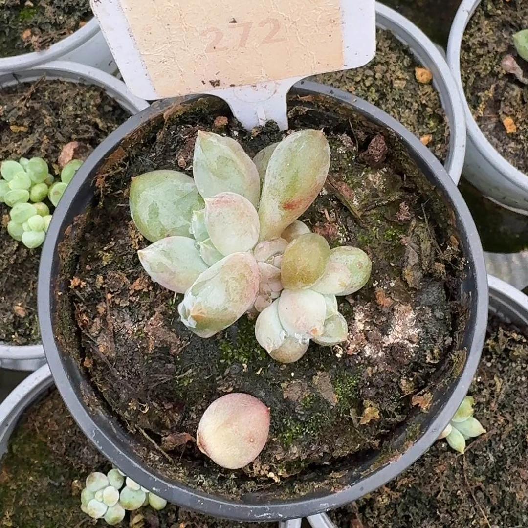 明***班红胖哥特萝莉1234567891011