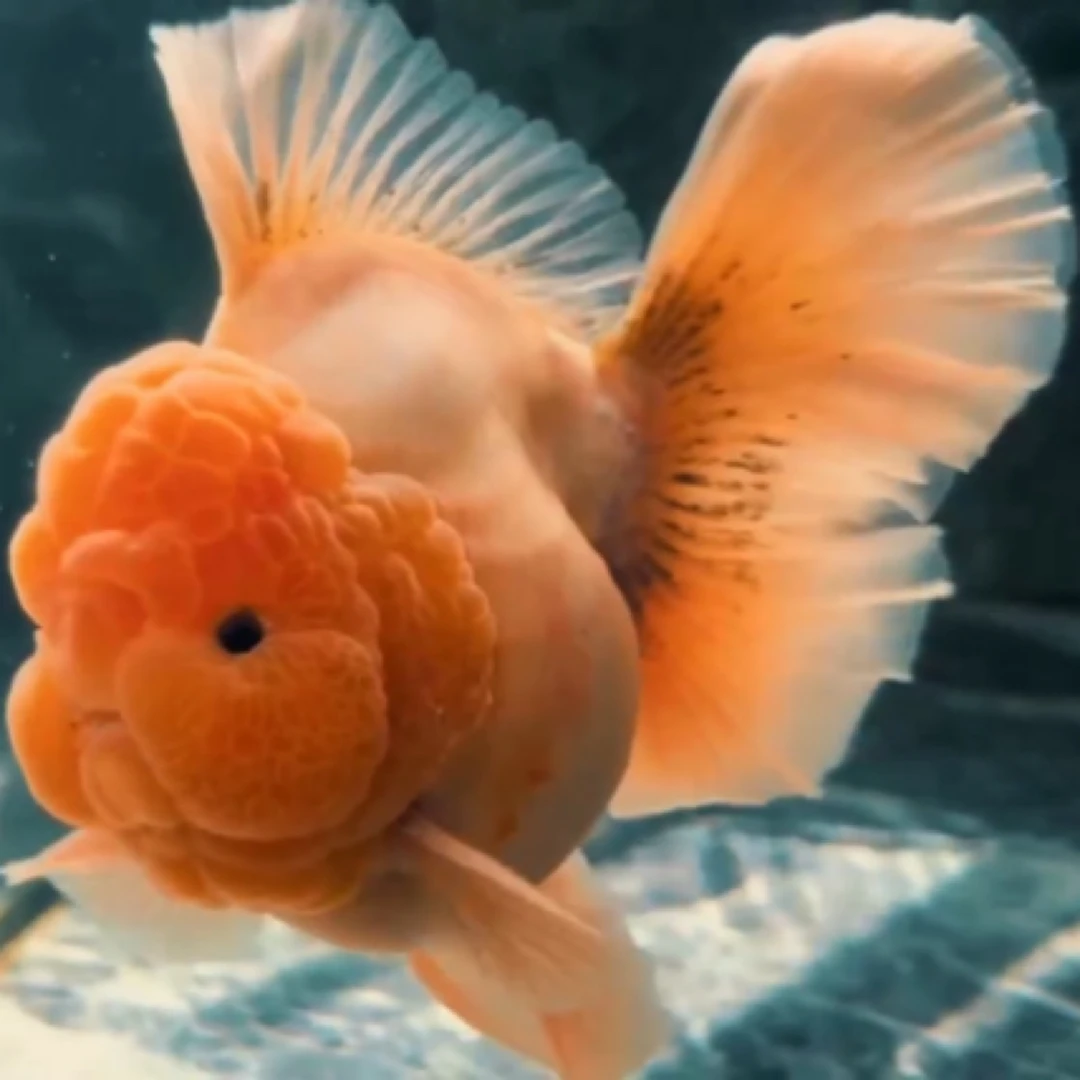 鸿玺观赏鱼 运费自理 百褶短尾将军玛丽特色苗