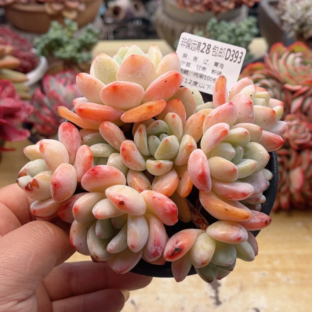 【闪购商品】393冷香