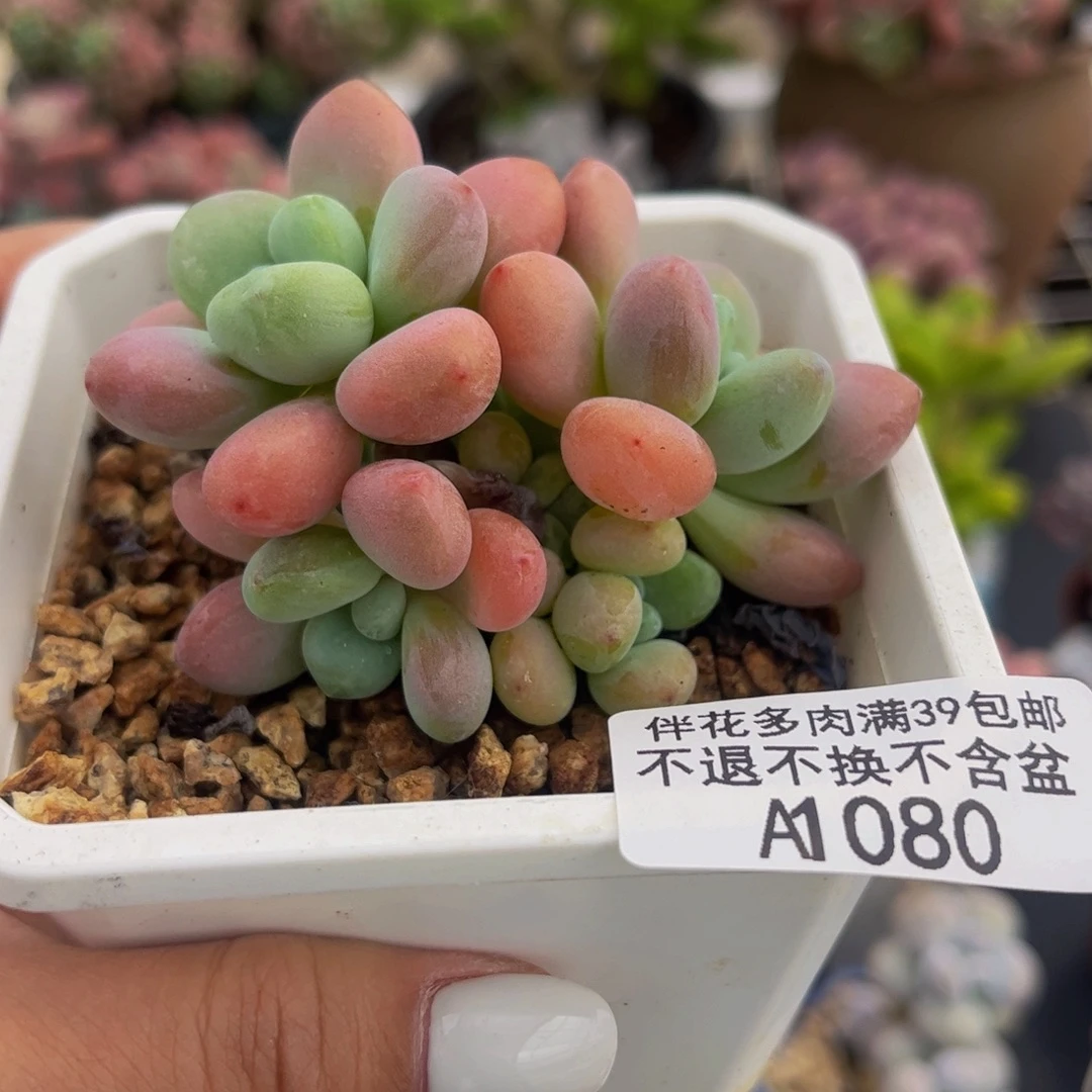 080-樱花洛神多肉6cm