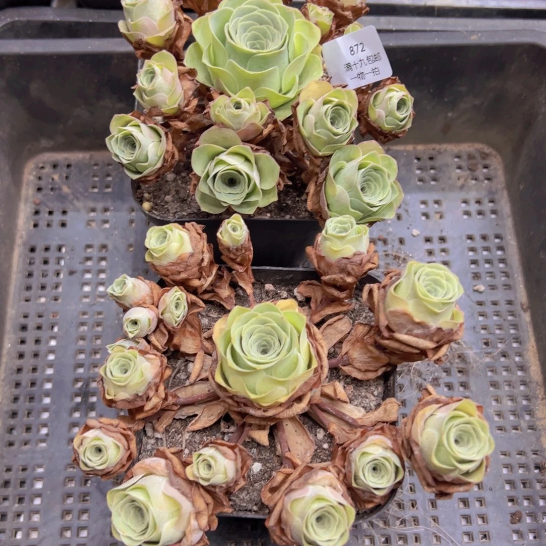 872 侧牙掉了不包损无售后