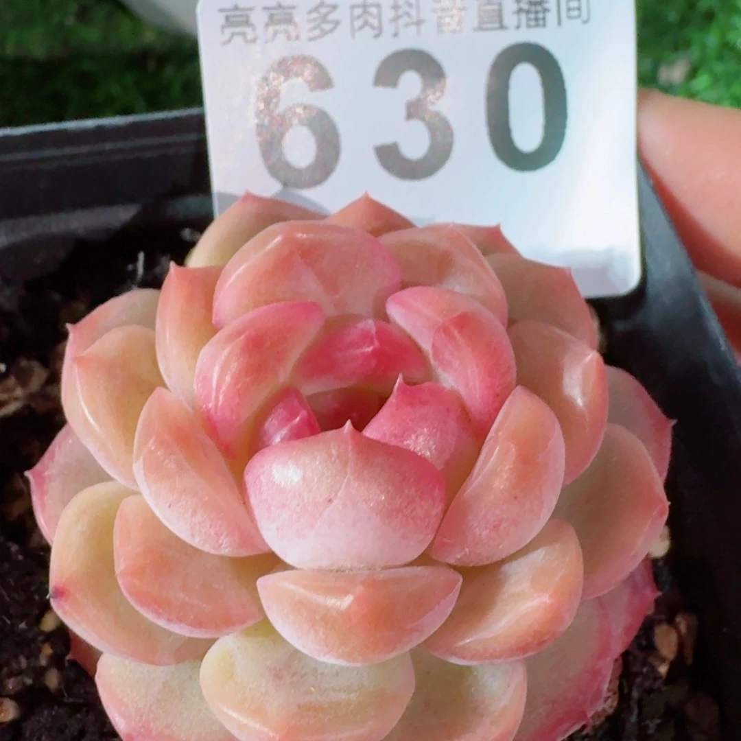琴心         精品多肉