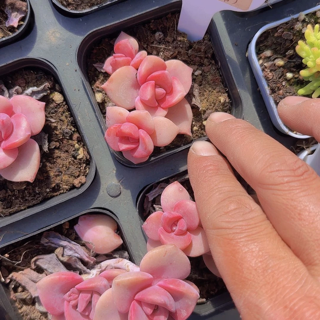 A360彩虹糖一物一拍