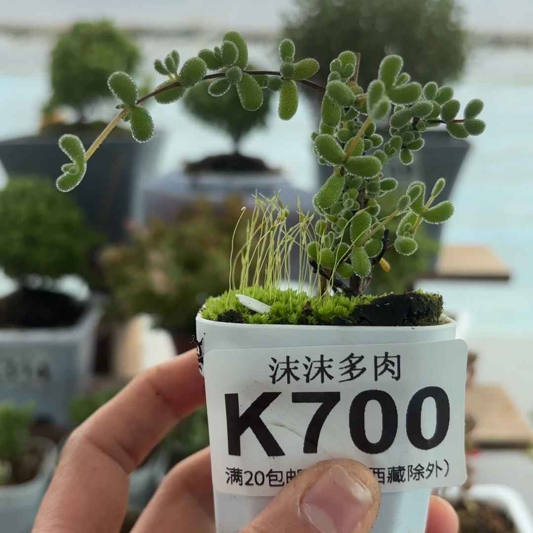 700翡翠枝干福利哦