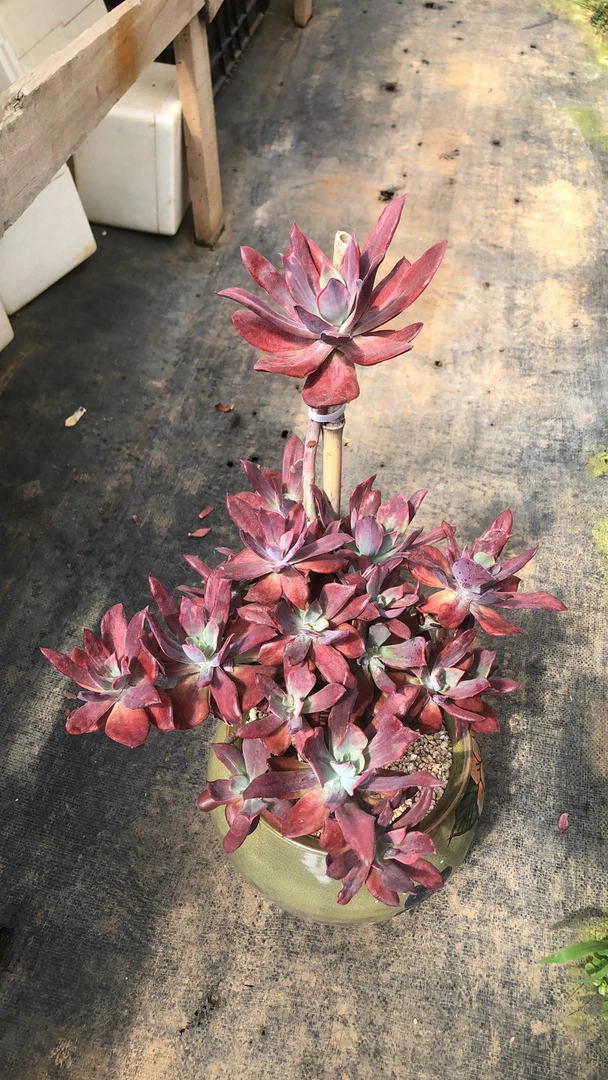 多肉植物钻石锦大树桩朵朵