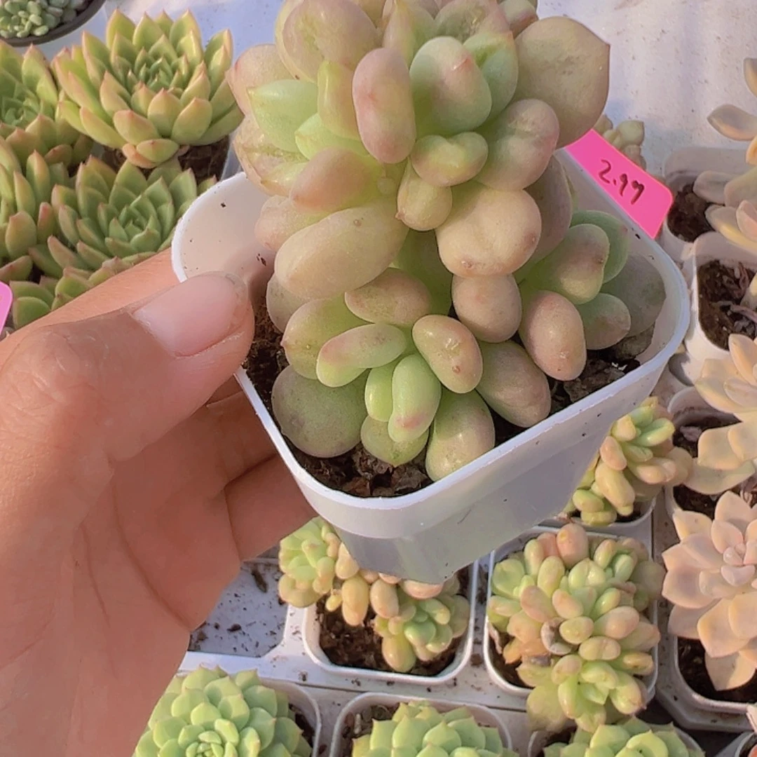 比尔盖茨多肉19包邮