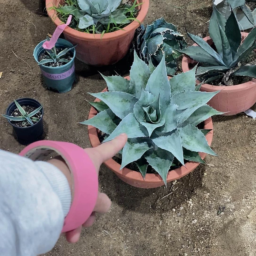 *****6285鲸鱼舌不包叶损111