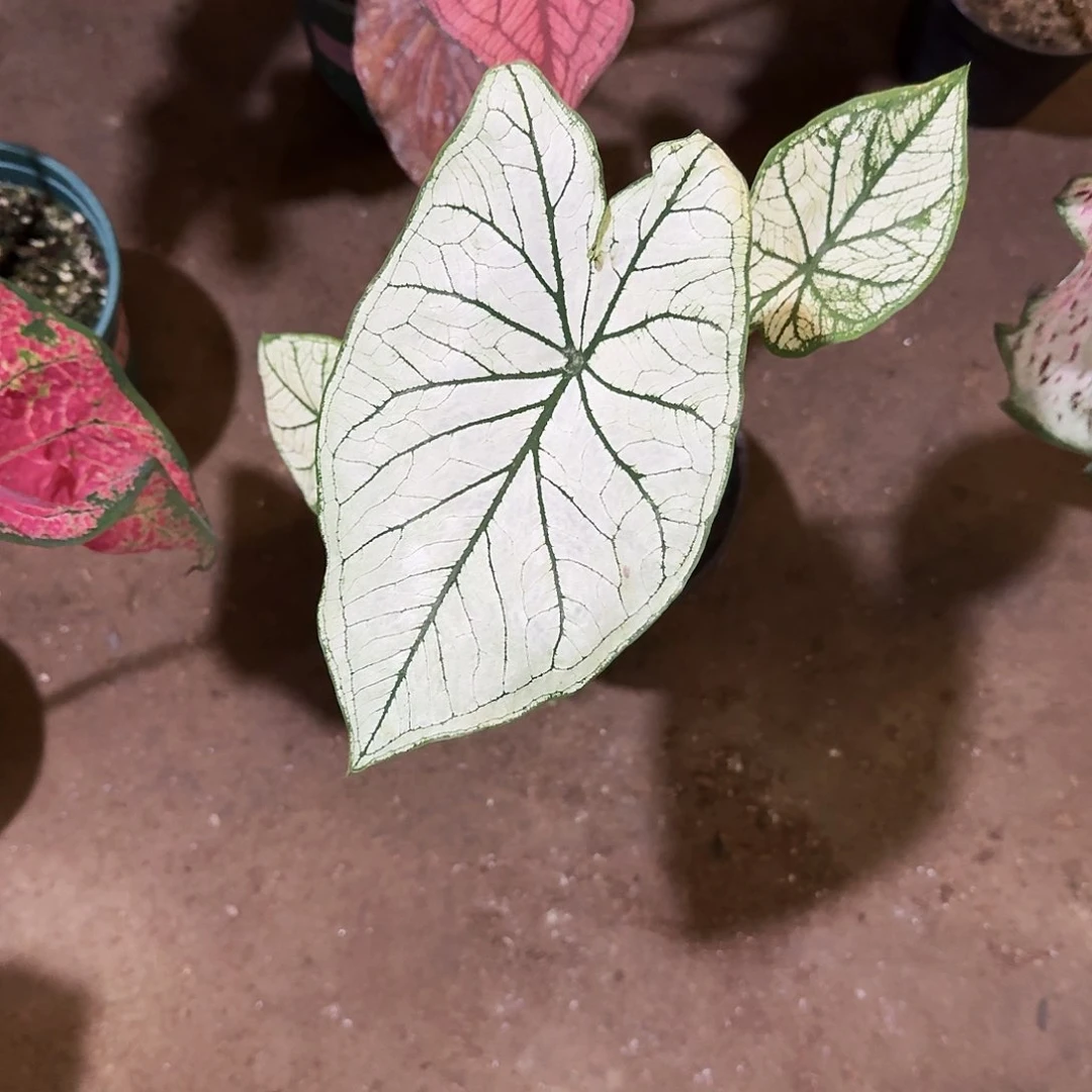 n***t完全开放白色恋人