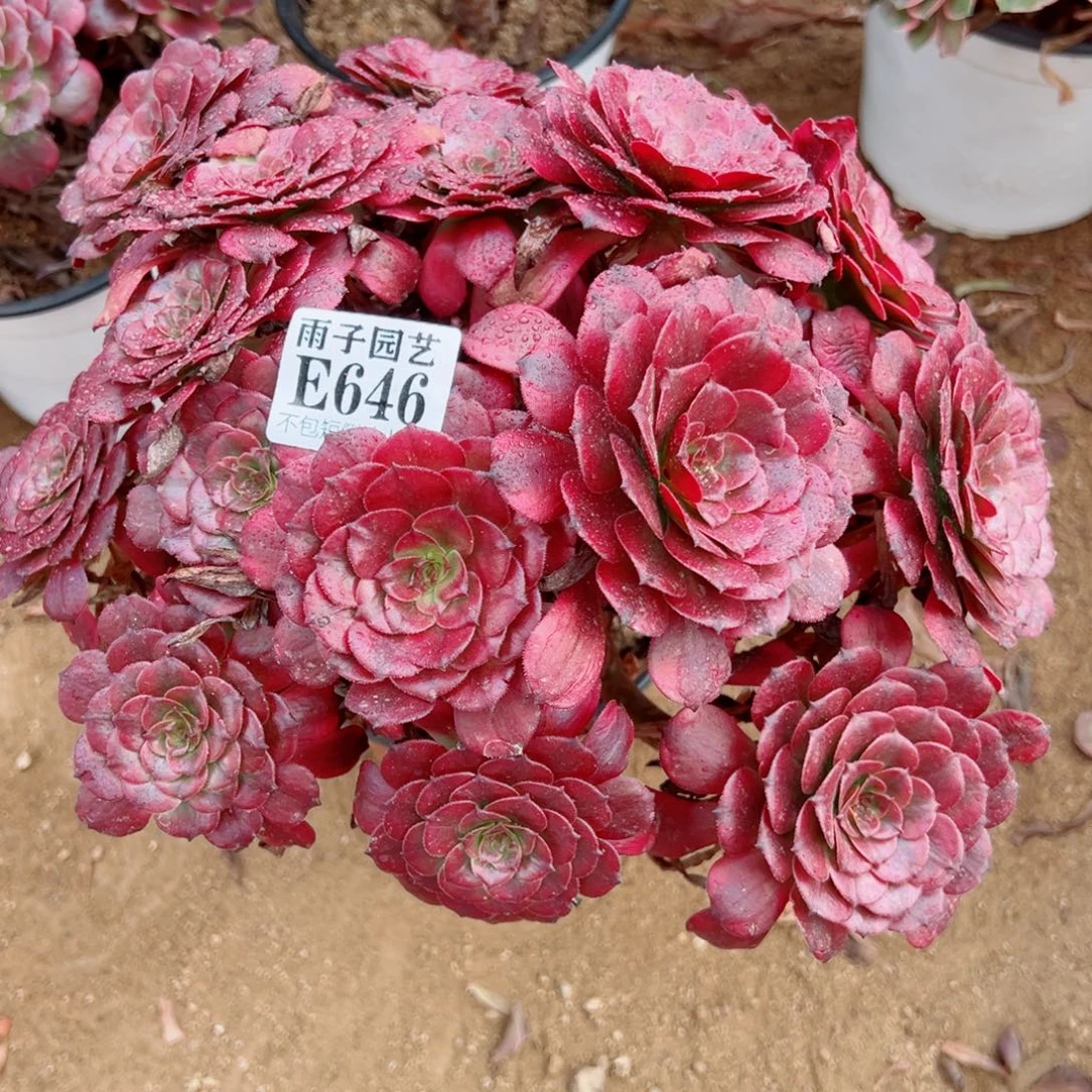 646美姬尺寸28左右特价