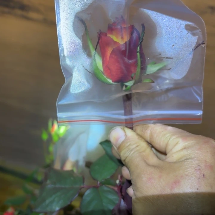 无花朵落日扦插小苗