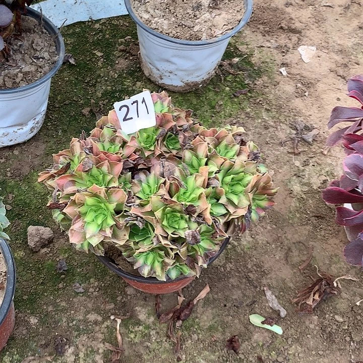 无花朵271韶华南